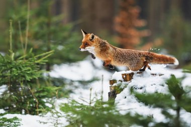 Kızıl Tilki (Vulpes vulpes) Karla birlikte kütükten atla