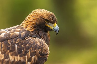 Altın kartal (Aquila chrysaetos) yandan aydınlatılmış ayrıntılı portre