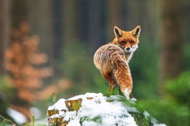 Kırmızı tilki (Vulpes vulpes) Omzunun üzerinden bak