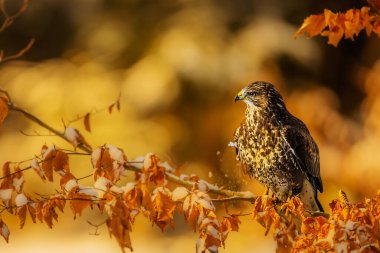 Dişi akbaba (Buteo buteo) arka planda bir ışıkla ormanda
