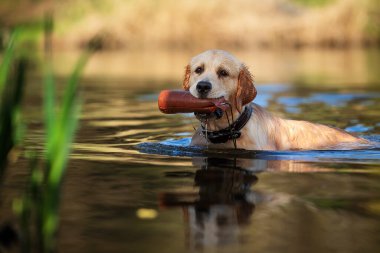 Erkek Golden Retriever göldeki suda duruyor.