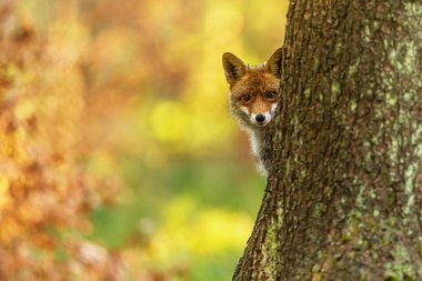 Kızıl Tilki (Vulpes vulpes) ilginç bir şekilde bir ağacın arkasından dışarı bakıyor.