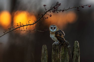 Ahır baykuşu (Tyto alba) Onun bir av tavşanı var.