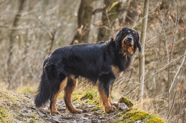 Siyah ve altın rengi Hovie köpeği Hovawart buluşması.