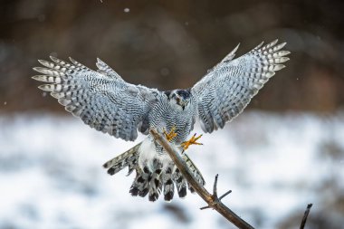 Kuzey Şahini (Accipiter gentilis) bir çubuğun üzerinde oturuyor.