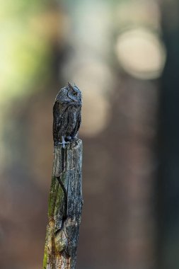 Avrupa baykuşu olarak da bilinen Avrasya baykuşu (Otus scops) baykuşu, baykuş veya baykuş çobanı.
