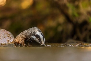 Yaşlı Avrupa porsuğu (Meles meles) ormandaki bir dereden su içer.