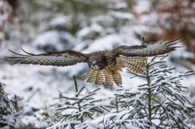 Karla kaplı filizlerin üzerinde dişi akbaba (Buteo buteo)