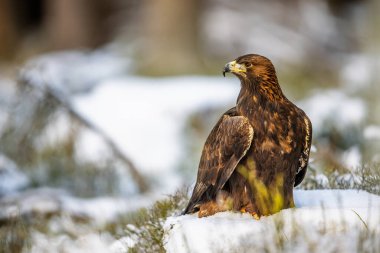 Altın kartal (Aquila chrysaetos) kış ormanında portresi