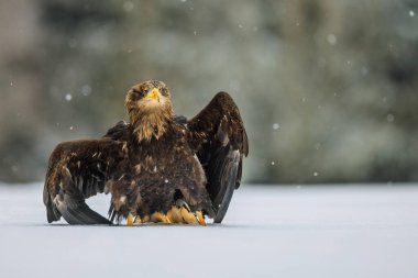 Karda duran dişi beyaz kuyruklu kartal (Haliaeetus albicilla)