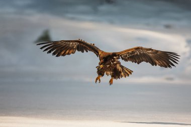 Dişi beyaz kuyruklu kartal (Haliaeetus albicilla) donmuş bir göle iniyor.