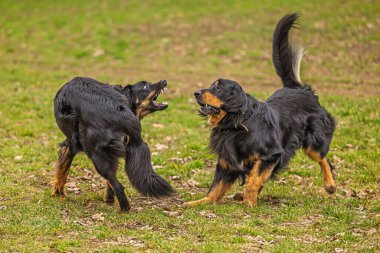 Siyah ve altın rengi Hovie köpeği Hovawart ve dişisi dişlerini çıkarmış bir şekilde homurdanıyor
