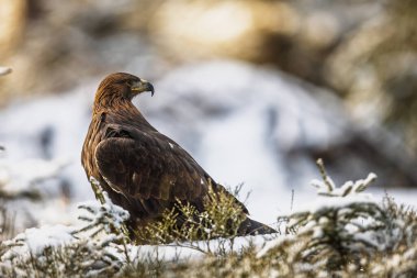 Altın kartal (Aquila chrysaetos) karla ormanda poz veriyor