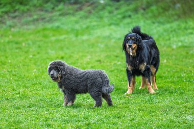Erkek siyah ve altın rengi Hovie köpeği Hovawart ve dişi Tibetli yavru köpek parkta birlikteler.