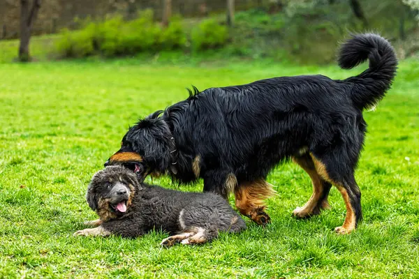 Erkek siyah ve altın rengi Hovie köpeği Hovawart ve dişi Tibetli bir Mastiff köpeği parkta oynuyorlar.