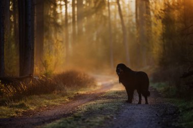 Siyah ve altın Hovie köpeği Hovawart gün doğumunda yolda