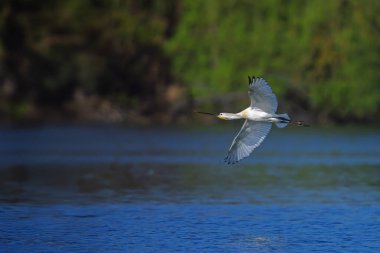 Avrasya kaşık gagası (Platalea lucorodia) ya da gölü çevreleyen sıradan kaşık gagası