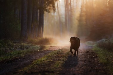 Siyah ve altın rengi Hovie köpeği Hovawart Sabah güneşinde puslu bir şekilde yürüyor