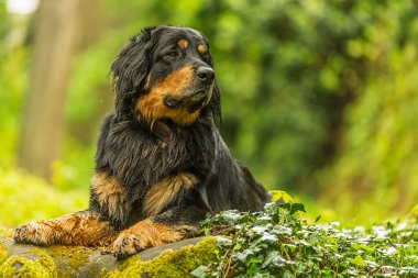 Siyah ve altın rengi Hovie köpeği Hovawart sarmaşıklı bir kayanın üzerinde dinleniyor.
