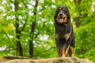 siyah ve altın Hovie köpek Hovawart kayalarda portresi