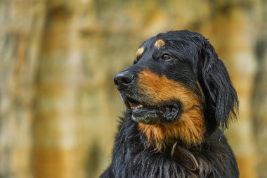 Siyah ve altın rengi Hovie köpeği Hovawart 'ın sarı kaya arka planlı portresi