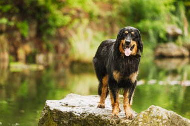 Siyah ve altın rengi Hovie köpeği Hovawart rastgele poz veriyor.
