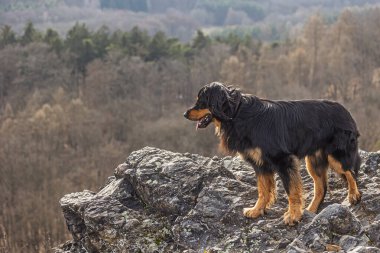 Siyah ve altın Hovie köpeği Hovawart kayalara bakıyor.