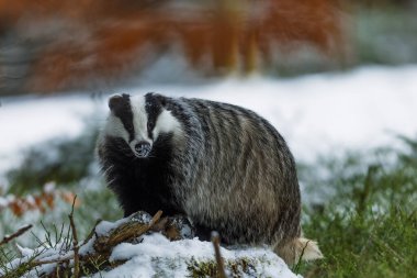 Karlı kış ormanlarında eski Avrupa porsuğu (Meles meles)