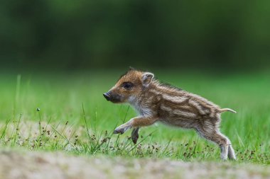 Genç yaban domuzu (Sus scrofa) saklanmak için kaçıyor