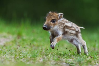 Genç yaban domuzu (Sus scrofa) yakın mesafeden kaçıyor