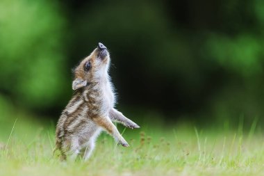 Arka ayakları üzerinde duran genç yaban domuzu (Sus scrofa)