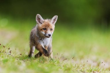 Yavru kırmızı tilki (Vulpes vulpes) Çok şirin