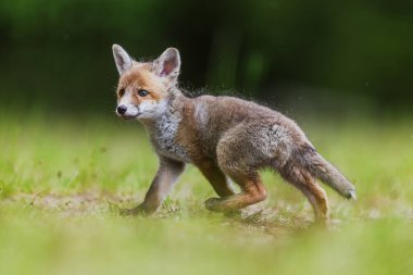 Köpek yavrusu kızıl tilki (Vulpes vulpes) O korkuyor