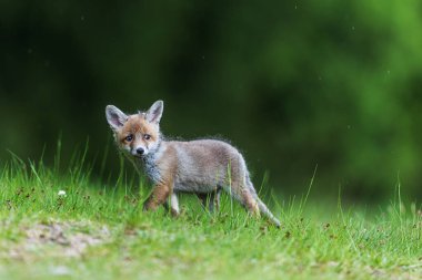 Köpek yavrusu kızıl tilki (Vulpes vulpes) Korkunç geri bakıyor