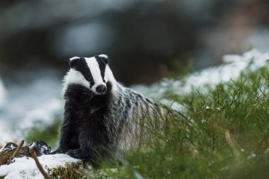 Eski Avrupa porsuğu (Meles meles) kış ormanında karlı