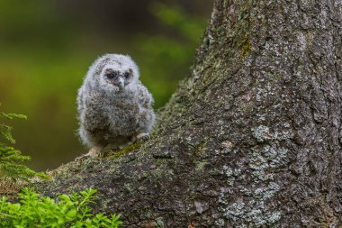 çok genç tawny baykuş (Strix aluco) ağacın yanında terk edilmiş bir yavru oturuyor