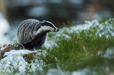 Eski Avrupa porsuğu (Meles meles) kış ormanında karda