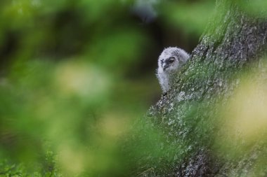 Çok genç, tawny baykuşu (Strix aluco) bir yetişkinin beslenmesini bekliyor.