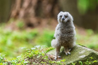 Avrasya kartal baykuşu (Bubo bubo) hayalet gibi görünüyor.