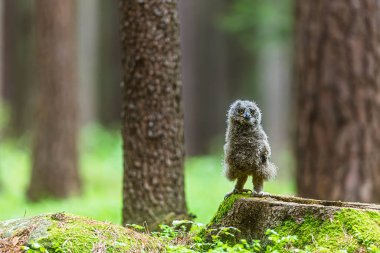 Avrasya kartal baykuşu (Bubo bubo) civciv ebeveynsiz terk edildi