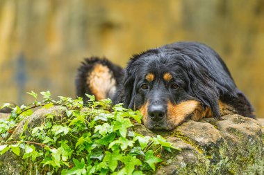 Erkek, siyah ve altın. Hovie köpeği Hovawart. Kafası yerde.