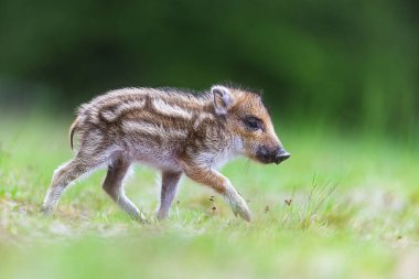 Genç yaban domuzu (Sus scrofa)