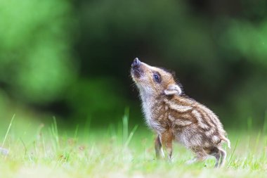 Genç yaban domuzu (Sus scrofa) yukarı bakıyor