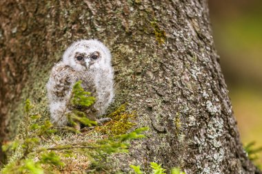 çok genç tawny baykuş (Strix aluco) ağacın tabanında çömeliyor