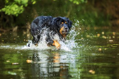 Erkek, siyah ve altın Hovie köpeği Hovawart suyun içinde koşuyor.