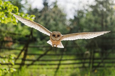 Ahır baykuşu (Tyto alba) karşı ışıkta uçuyor