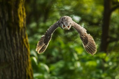 Avrasya baykuşu (Otus ötüyor) bir ağaçtan avlanmak için uçar