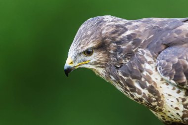 dişi akbaba (Buteo buteo) portreyi kapat