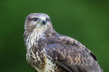 dişi akbaba (Buteo buteo) portreyi kapat