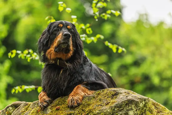 Erkek, siyah ve altın renkli Hovie köpeği yeşil arka planlı taş üzerinde Hovawart